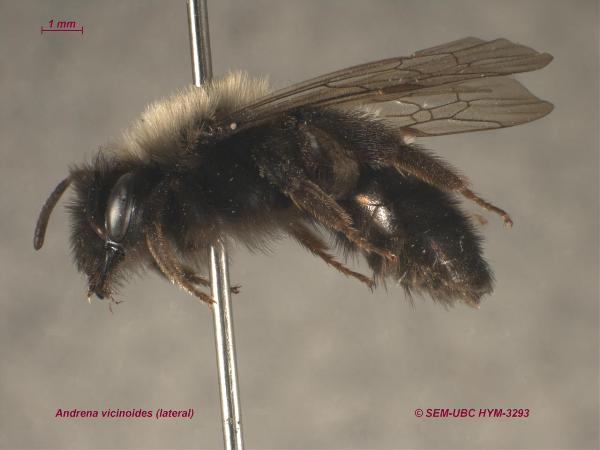 Photo of Andrena vicinoides by Spencer Entomological Museum